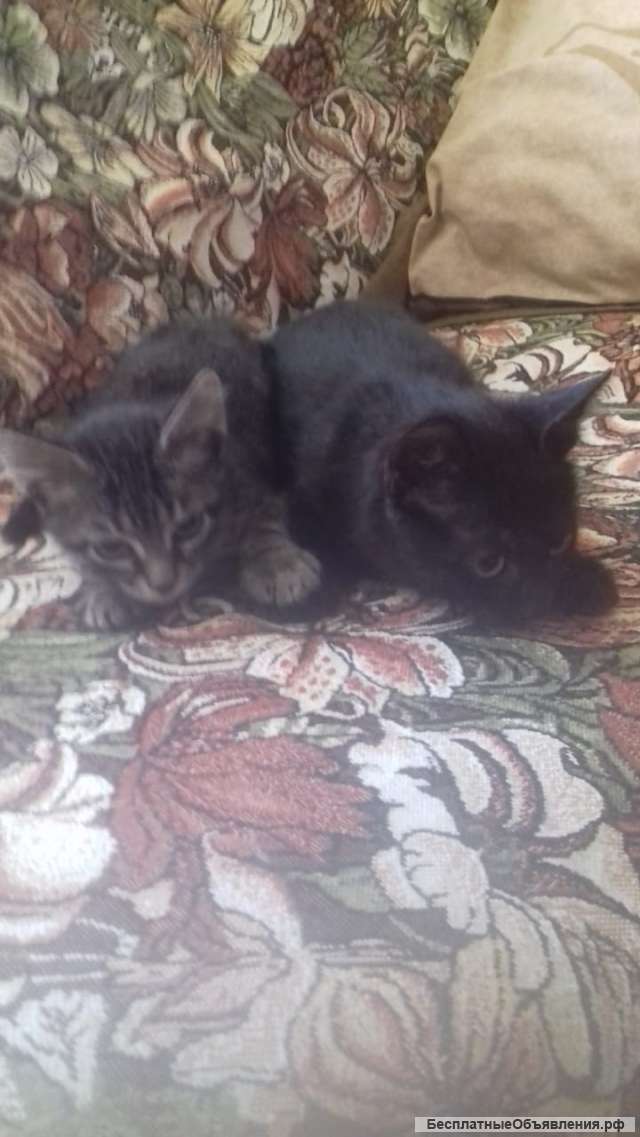 Два чудесных котенка ждут добрых хозяев