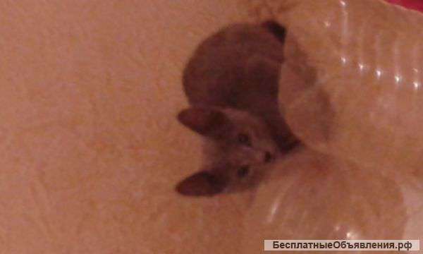 Русская голубая котята