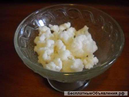 Тибетский молочный гриб