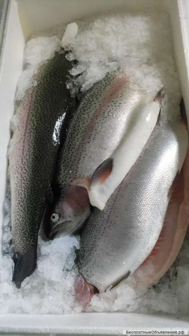 Форель охл.2,5+ с собственного хозяйства