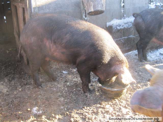 Свиньи племенные, поросята