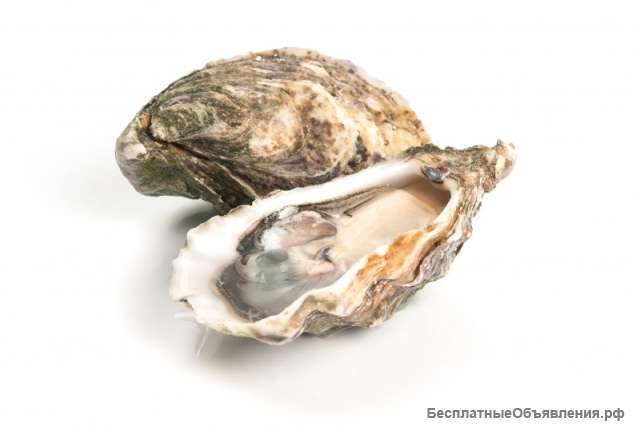 Устрицы дальневосточные купим оптом