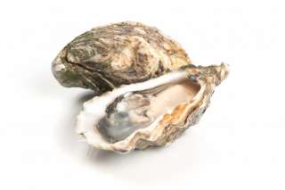 Устрицы дальневосточные купим оптом