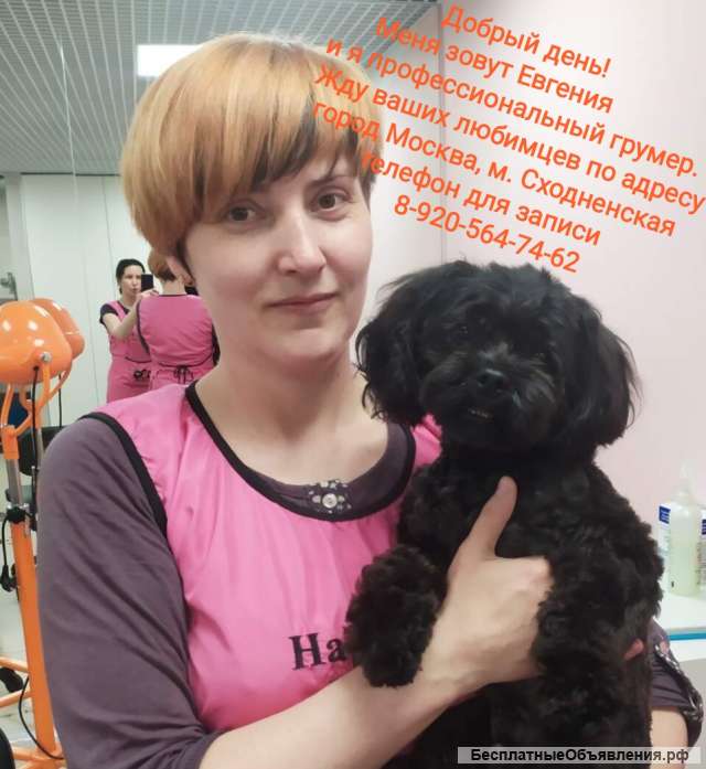 Стрижка собак и котов