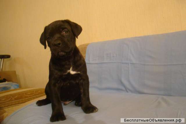 Щенок Кане Корсо от импортных родителей