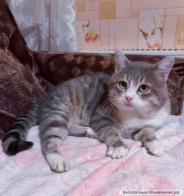Красивый молодой кот в Добрые руки