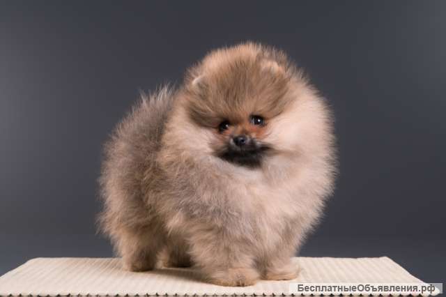 Малыш шпица