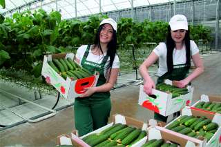 Разнорабочие (вахта) Агрохолдинг