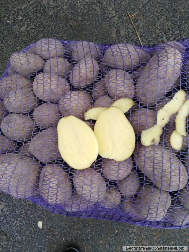 Картофель оптом их КФХ Нижегородской обл