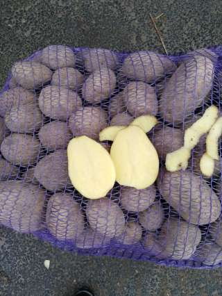 Картофель оптом их КФХ Нижегородской обл