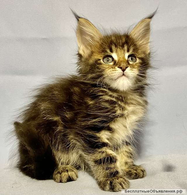 Клубные котята мейн-ку WCF