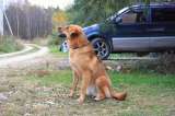 Ярко-рыжая собачка Вилька ищет дом
