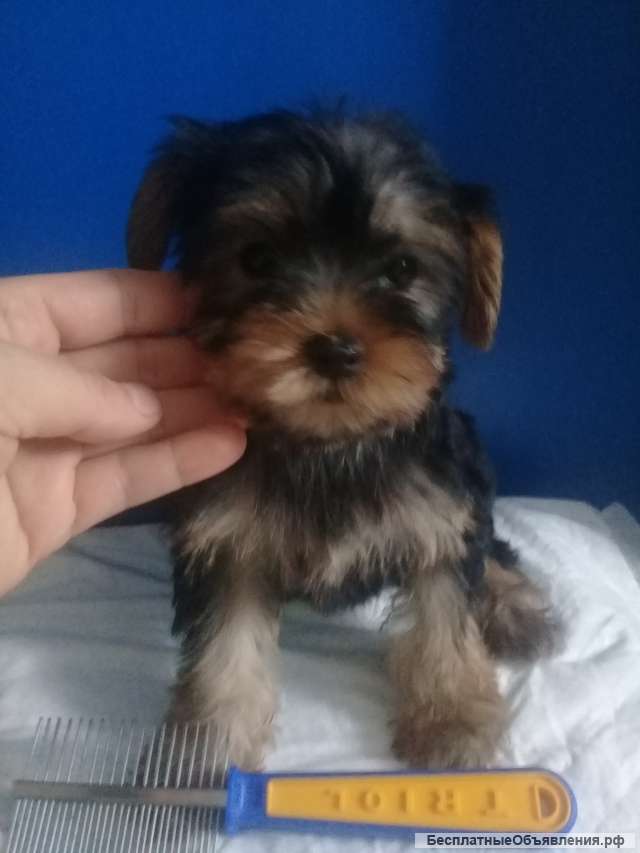 Щенки йоркширского терьера