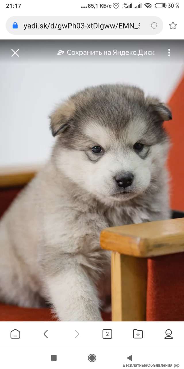 Девочку маламута с документами