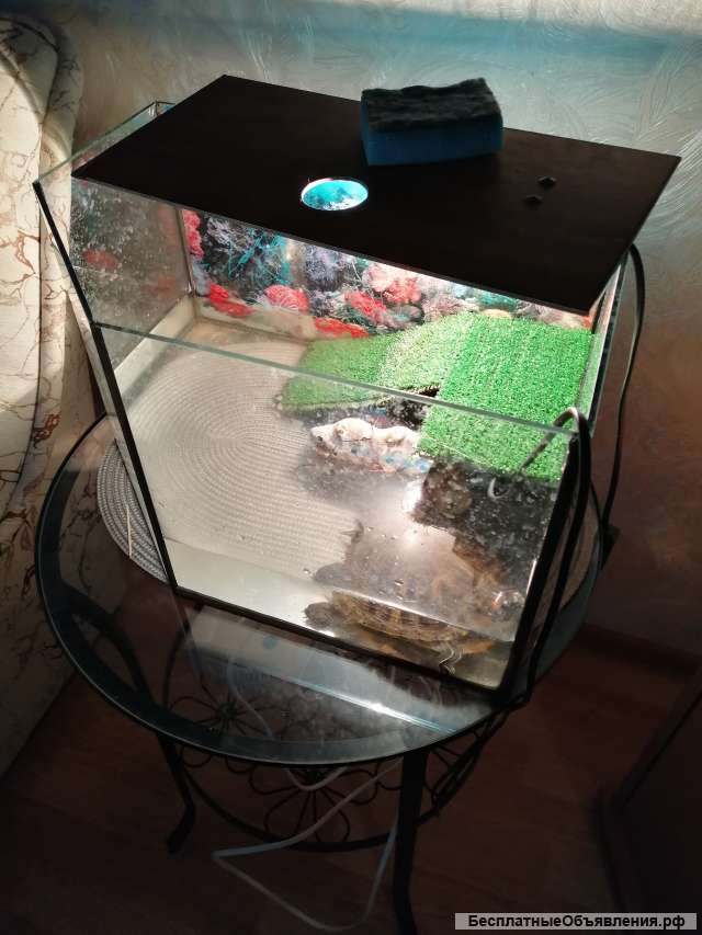 Красноухая черепаха