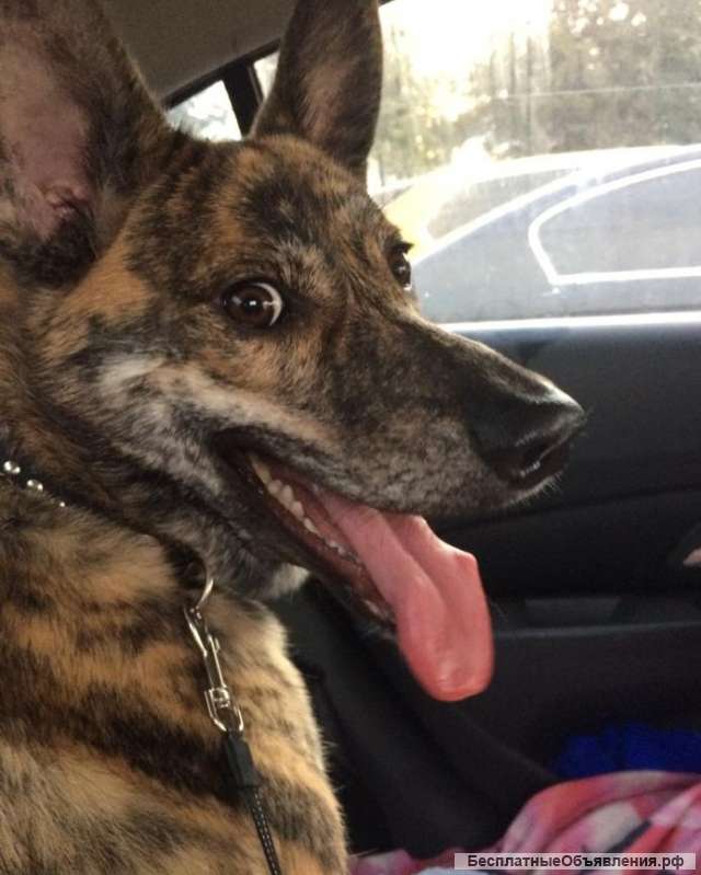 Ищем ручки для Тайгера