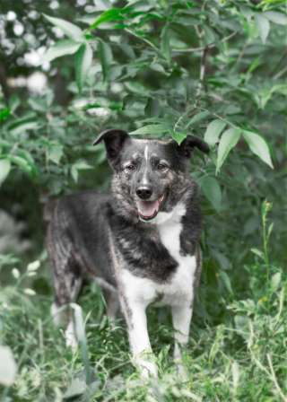 Аврора - невероятно аристократическая собака, с уникальным характером и манерами, в ее присутствии х