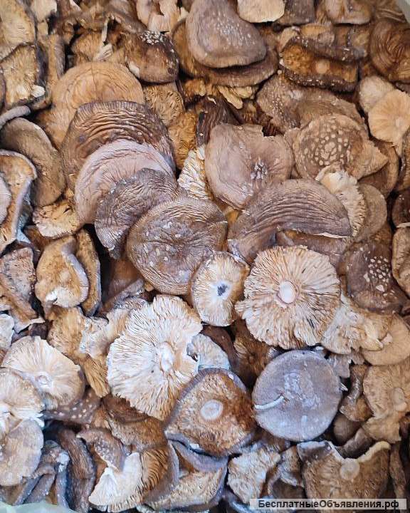 Сушеные грибы: мухомор красный, ежовик гребенчатый и других