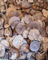 Сушеные грибы: мухомор красный, ежовик гребенчатый и других