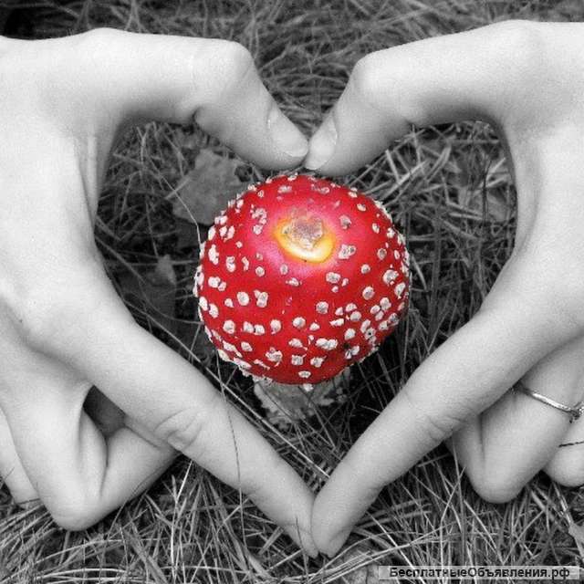 Капсулы пантерного и красного мухомора (Алтай)