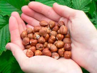 Орех Фундук (Грузия) урожай 2020