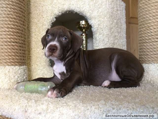 Щенки прайтера, линия питбуль