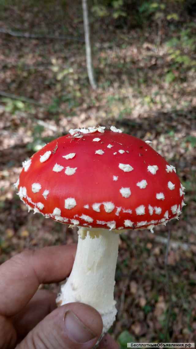 Мухомор сушёный (шляпки)
