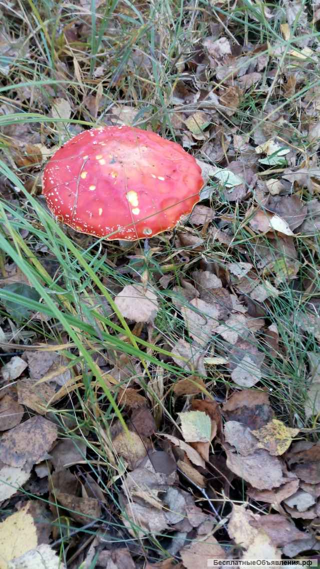 Мухомор сушёный (шляпки)