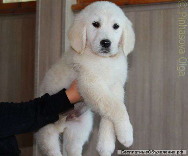 Щенки голден-ретривера