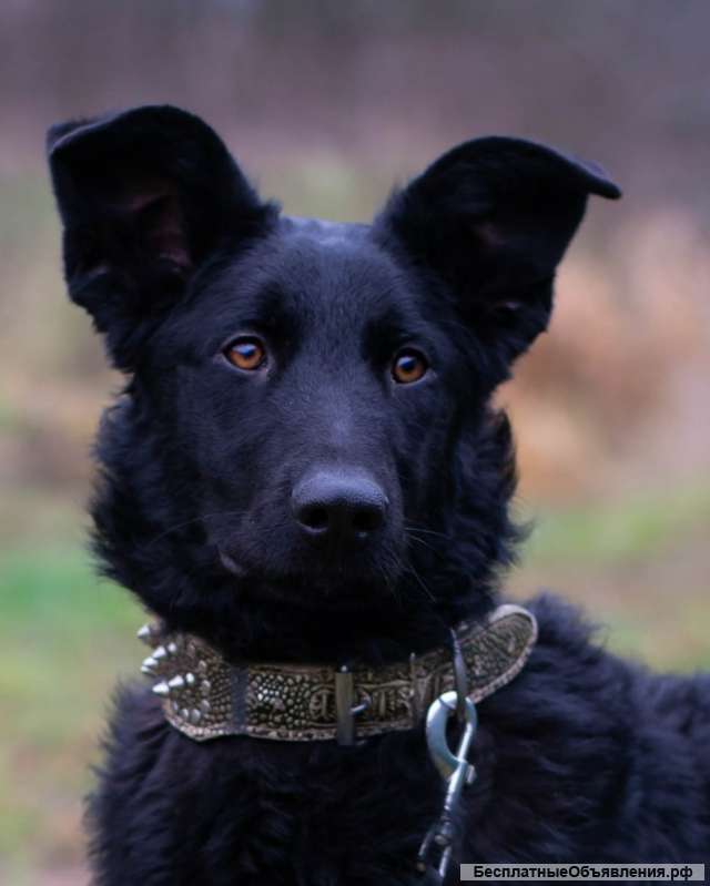 Майя собака в добрые руки