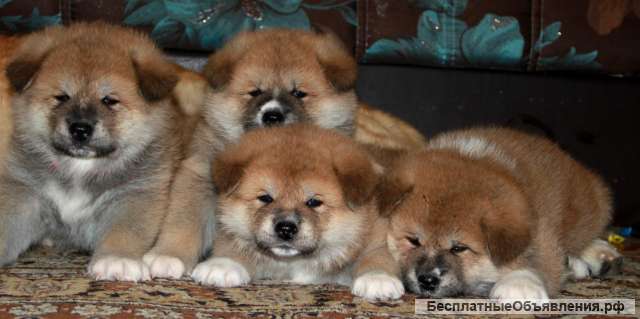 Акита ину щенки