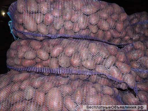 Картофель оптом от производителя