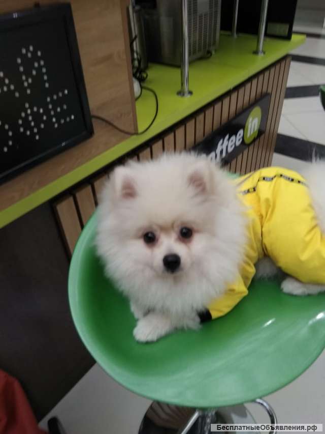 Пропала собака