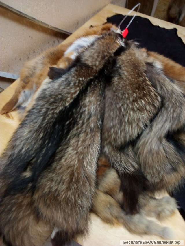 Выделка шкур бобра, лисы, енота, выдры, волка в Минске