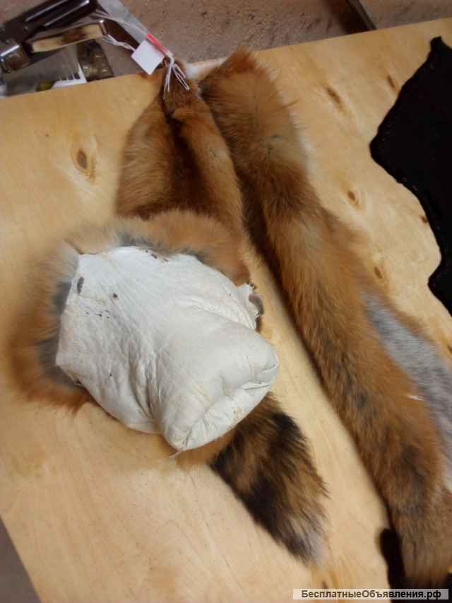 Выделка шкур бобра, лисы, енота, выдры, волка в Минске