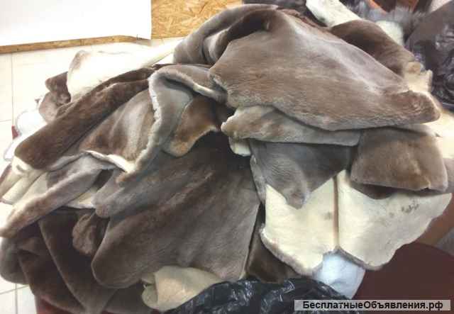 Выделка шкур бобра, лисы, енота, выдры, волка в Минске