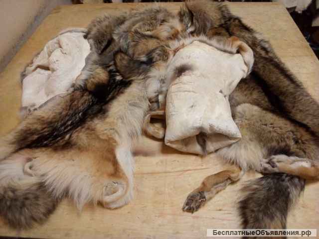 Выделка шкур бобра, лисы, енота, выдры, волка в Минске