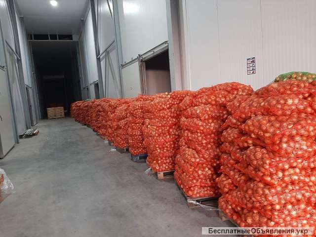 Репчатый лук оптом. Продам оптом овощи.