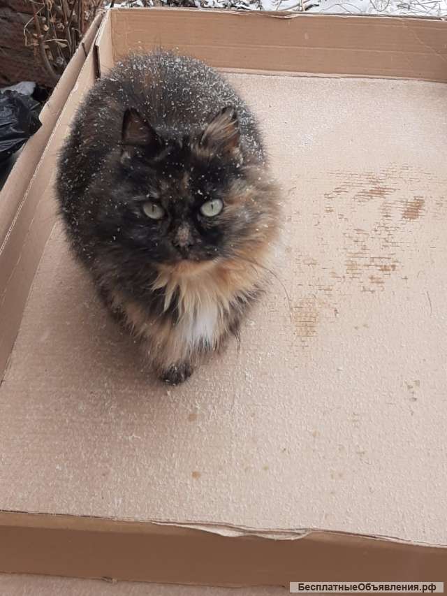 Чудесная ласковая кошечка
