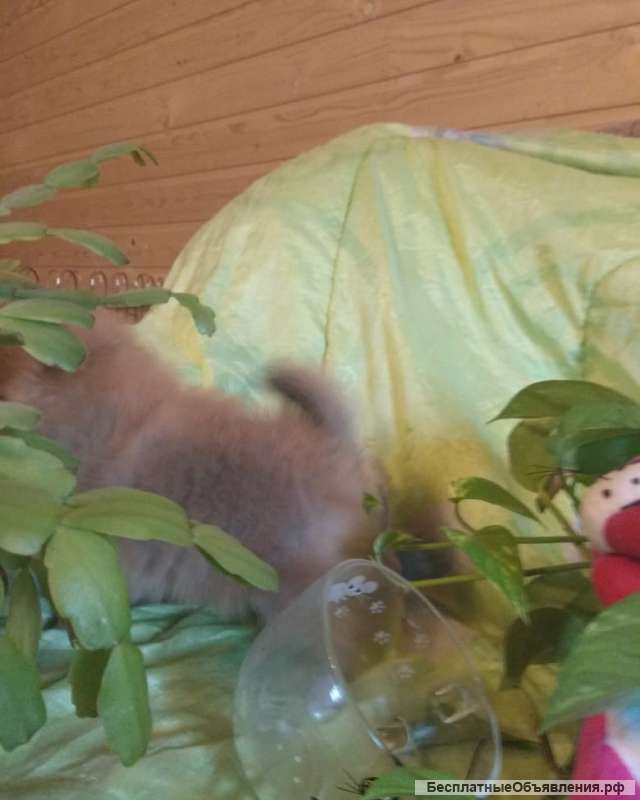 Щенки шпица миники, стандарт