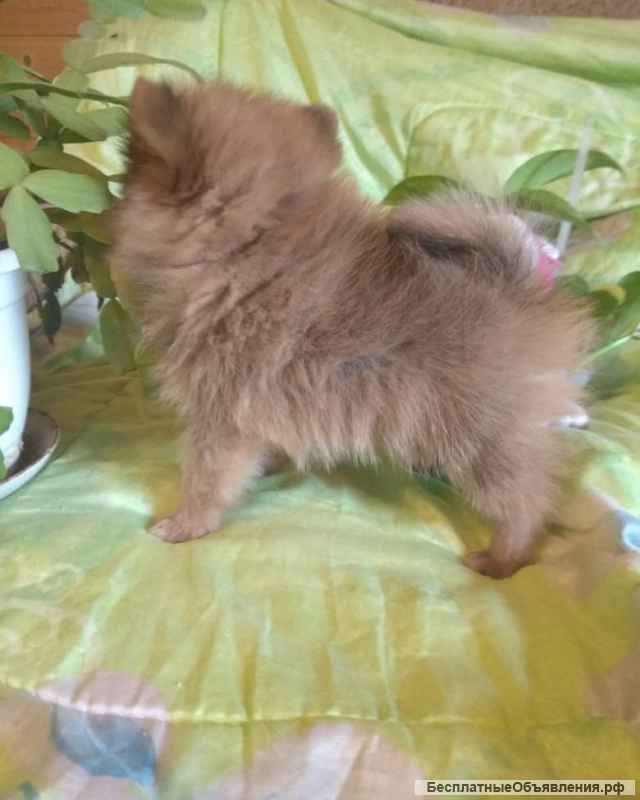 Щенки шпица миники, стандарт