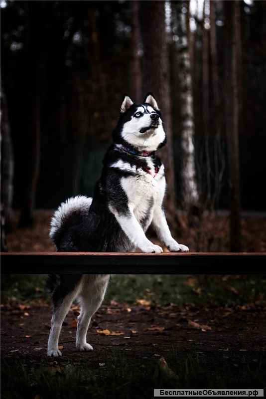 Хаски Конор в добрые руки