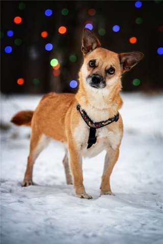 Маленькая собака Сури в добрые руки