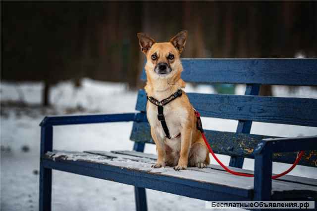 Маленькая собака Сури в добрые руки