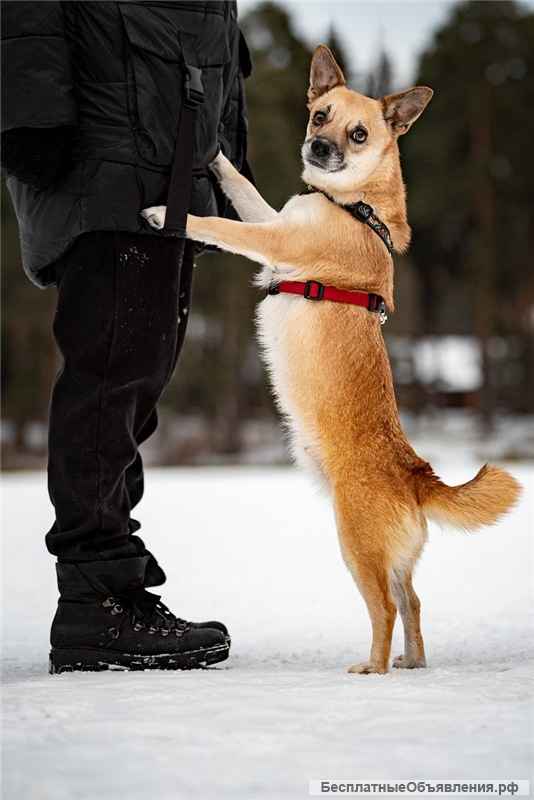 Маленькая собака Сури в добрые руки