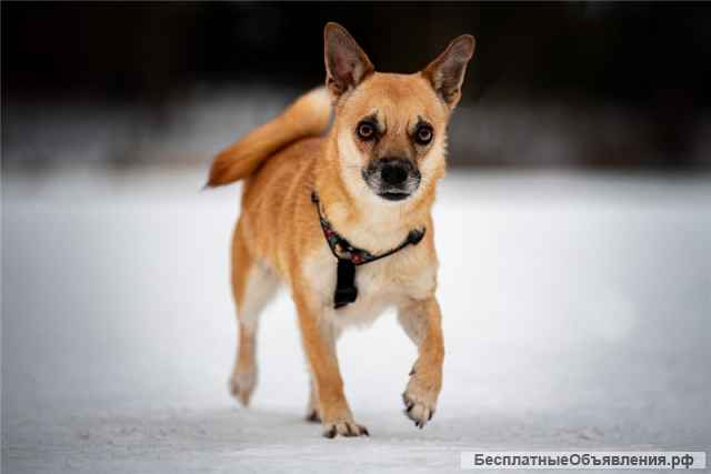 Маленькая собака Сури в добрые руки