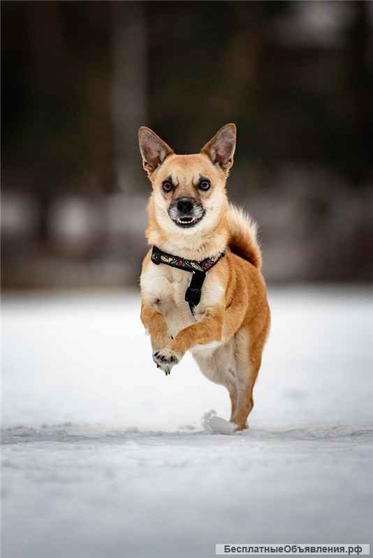 Маленькая собака Сури в добрые руки