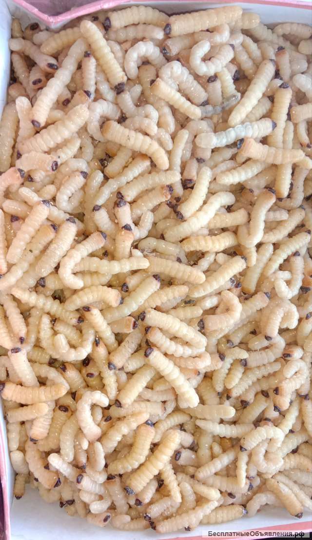 Короед (в наличии)