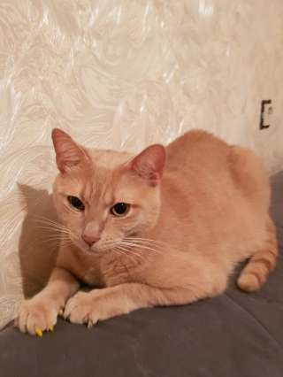 Кот даром
