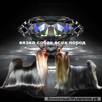 Инструктор по вязке собак всех пород